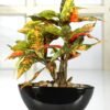 Fourwalls Orange & Green Artificial Croton Bonsai Plant with Ceramic Pot